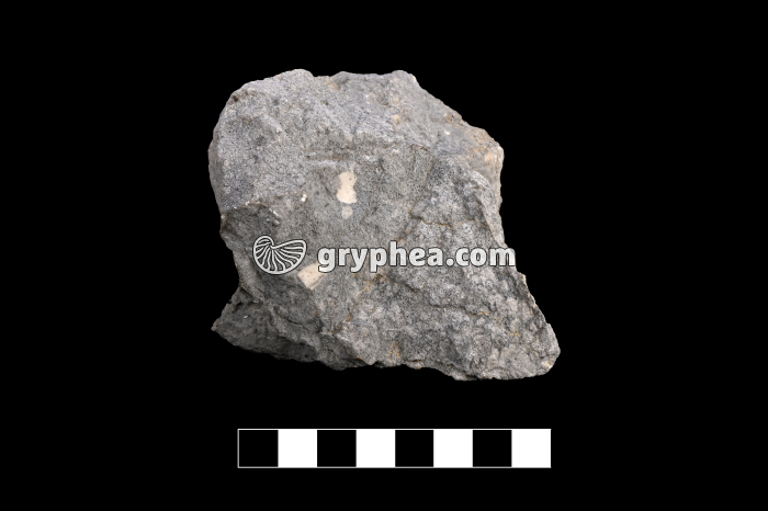 Trachyte - échantillon - gryphea.org